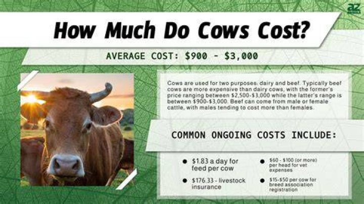 How Much Does A Table Cost??