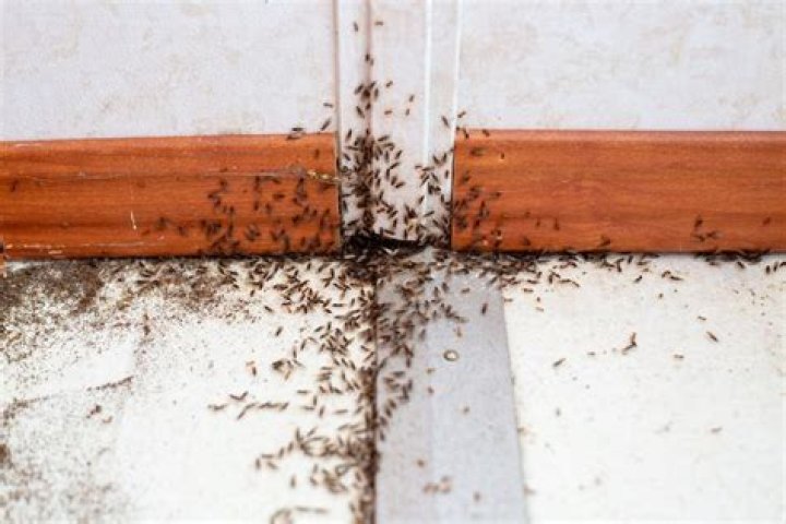 Quick Answer: What Are The Tiny Ants In My Kitchen??
